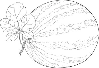 hand drawn illustration of watermelon fruit