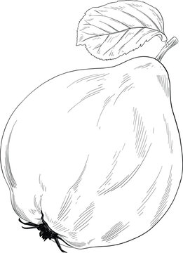 hand drawn illustration of  quice fruit