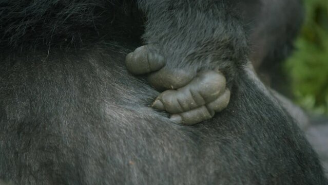 Bwindi mountain gorilla hand, Africa. Close-up