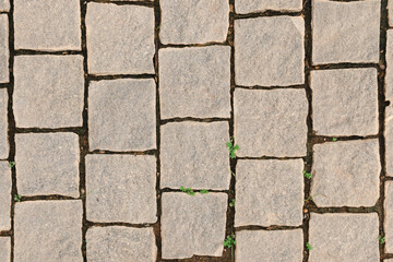 old tile floor in garden with plant