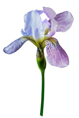 Flower  iris  on  isolated background.   For design. Closeup..     Transparent background.  Nature.