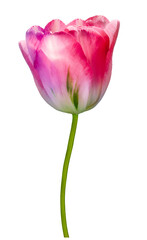 Pink tulip  flower  on  isolated background.   For design. Closeup.       Transparent background.    Nature.