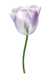 Light purple  flower tulip   on  isolated background.   For design. Closeup.       Transparent background.    Nature.