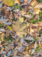 Orange, brown and yellow fallen oak leaves in the sunlight.