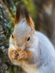 The squirrel with nut sits on a branches in the spring or summer. Portrait of the squirrel close-up