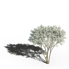 tree with a shadow under it, isolated on a transparent background, 3D illustration, cg render
