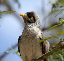 Close up portrait of a noisy miner bird sitting on a tree branch