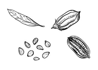 Hand drawn sketch black and white illustration sesame. Vector illustration. Elements in graphic style label, sticker, menu, package. Engraved style illustration.