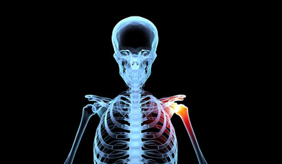 Medical illustration of  human skeleton with shoulder joint pain