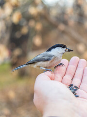 A willow tit sits on hand and eats seeds. Hungry bird willow tit eating seeds from a hand in winter or autumn