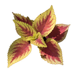 Solenostemon scutellarioides plant isolated on transparent background. PNG file