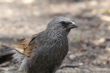 Close up portrait of an apostlebird bird sitting on the ground