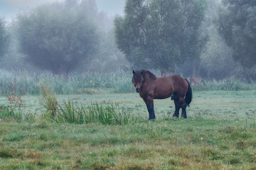 Grazing horses in the early spring. Land of Zuława - areas produced by the accumulation of river...