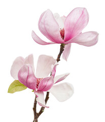 Magnolia liliiflora flower on branch with leaves, Lily magnolia flower isolated on white...