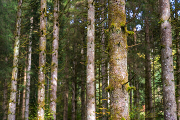 Pine Forest in Black Forest, Schwarzwald, Germany