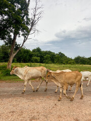 Obraz premium A herd of cattle in the countryside is walking home in Thailand.