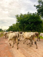 Obraz premium A herd of cattle in the countryside is walking home in Thailand.