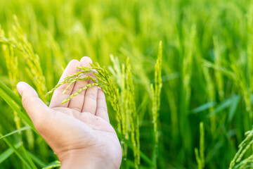A farmer's hand touches an ear of green rice to check the yield. In the warm sunlight Ideas for growing plants without toxic substances