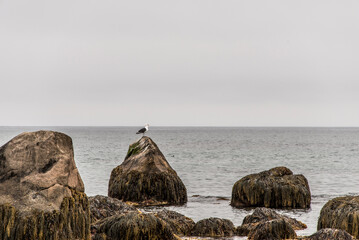 Exploring bird wildlife at the beach in the morning mist at Kejimkujik National Park Seaside, Nova...