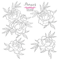 Linear peony flowers set. Hand drawn peony in tattoo style. Vector illustration botanical.