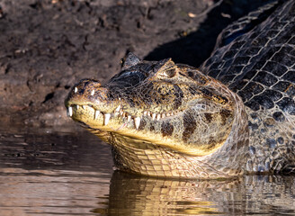 Caiman Portrait