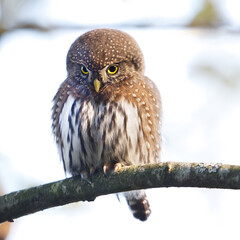 Northern Pygmy Owl resting