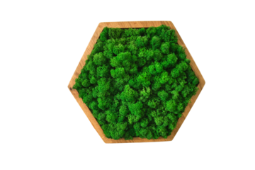 The stabilized moss on the wall forms a beautiful and natural design element, adding a touch of freshness and stability to the overall decor, isolated on white background.