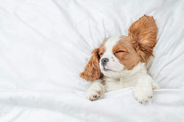 Cute Cavalier King Charles Spaniel puppy sleeps on a bed at home. Top down view. Empty space for...