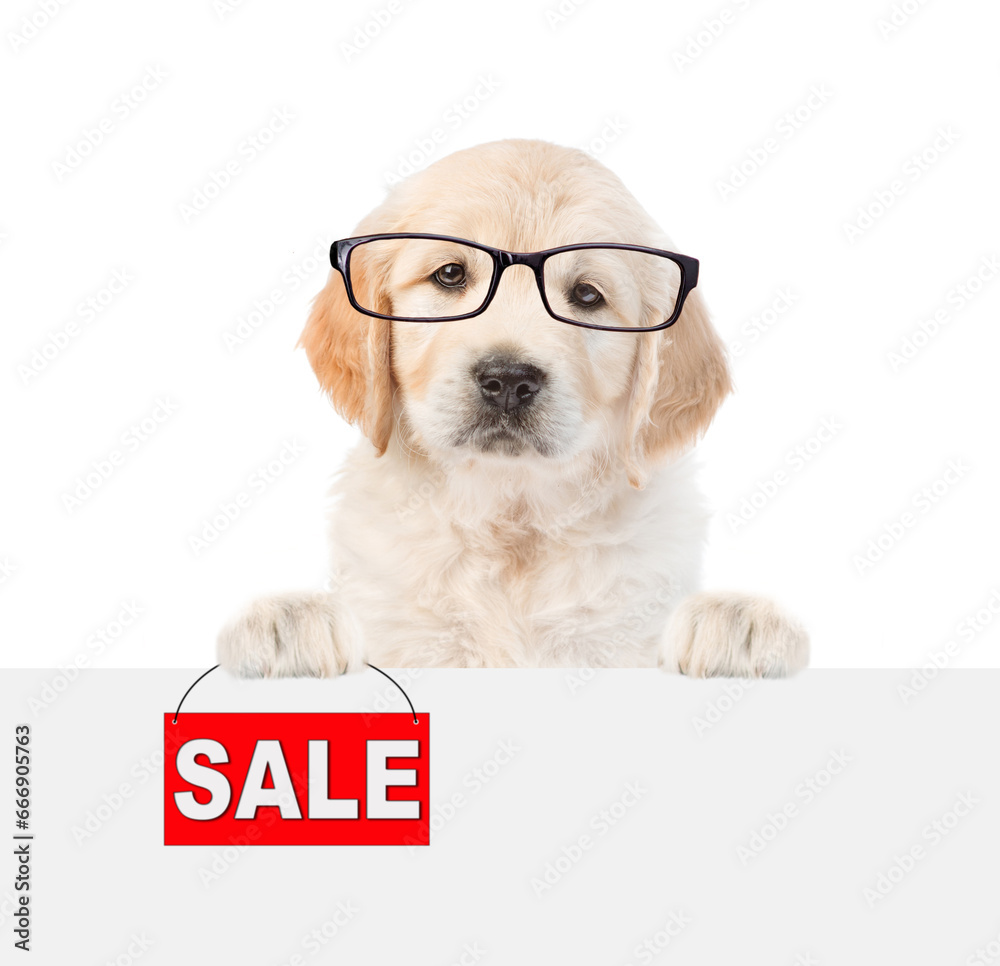 Poster smart golden retriver puppy wearing eyeglasses shows signboard with labeled 