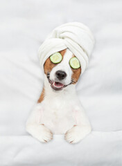 Funny jack russell terrier puppy with towel on it head and with a piece of cucumber on it eyes relaxing on the bed at home. Top down view - obrazy, fototapety, plakaty