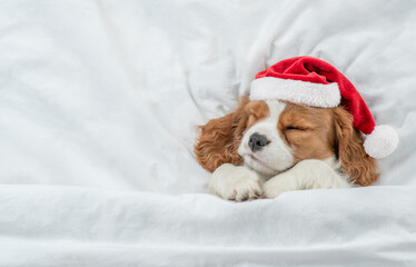 Cozy Cavalier King Charles Spaniel puppy wearing red santa hat sleeps under white blanket  on a bed...