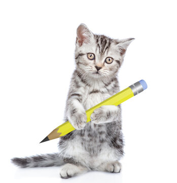 Smart kitten standing on hind legs, holds the pen and looks at camera. isolated on white background