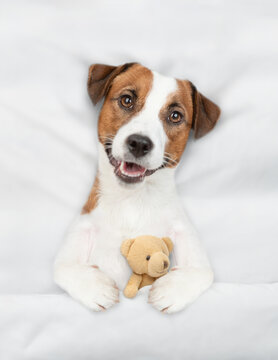 Cozy jack russell terrier puppy lying on a bed at home and hugging toy bear. Top down view