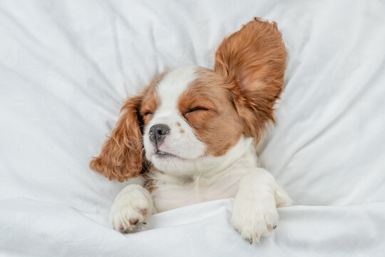 Cute Cavalier King Charles Spaniel puppy sleeps on a bed at home. Top down view