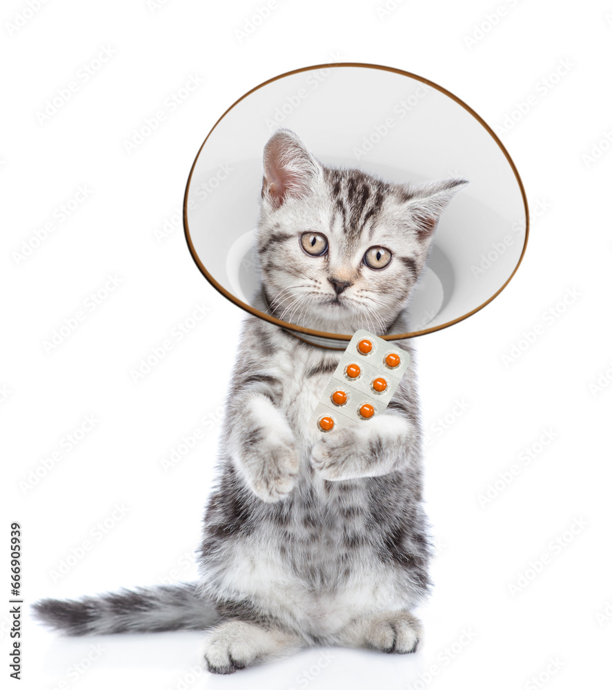 Poster cute tabby kitten wearing protective cone collar looking at camera and showing the tablets. isolated