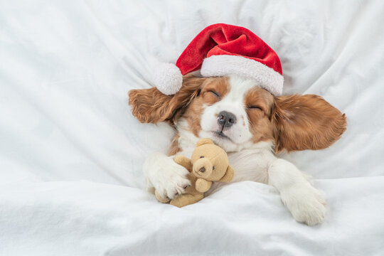 Cozy Cavalier King Charles Spaniel puppy wearing red santa hat sleeps and hugs toy bear under white blanket at home. Top down view. Empty space for text