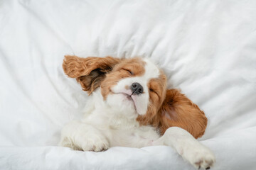 Cute Cavalier King Charles Spaniel puppy sleeps on a bed at home. Top down view