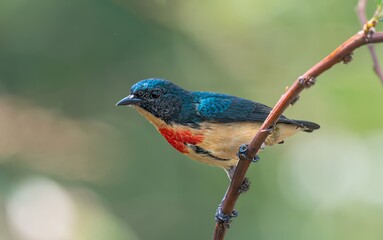 Fire-breasted Flowerpecker

A tiny songbird of forested mountains and the upper reaches of hills and valleys. 