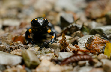 Feuersalamander frontal auf einem Wanderweg in den Alpen