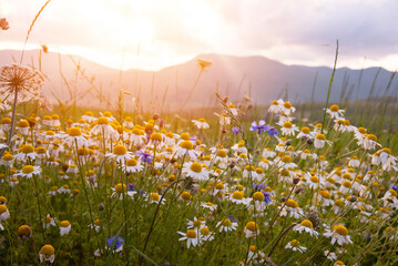 Daisies and other wild flower in summer meadow on sunset