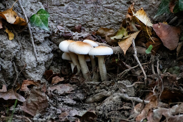 mushrooms in the forest