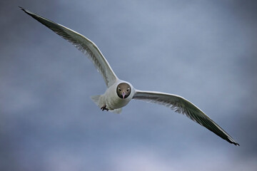 Black Headed Gull flying 