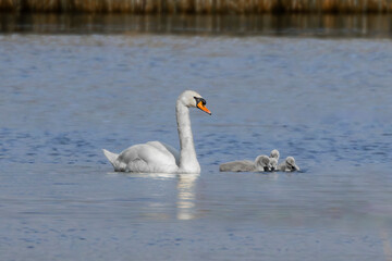 swans on the lake with babies 