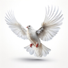A majestic white bird with wings spread soars gracefully. White isolated