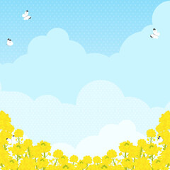 Obraz na płótnie Canvas 菜の花畑にモンシロチョウが飛ぶ風景（正方形）