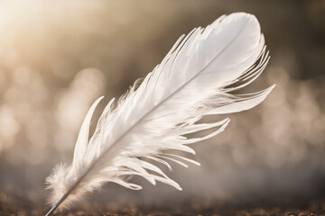 White feathers and an atmosphere of warmth, calm and lightness