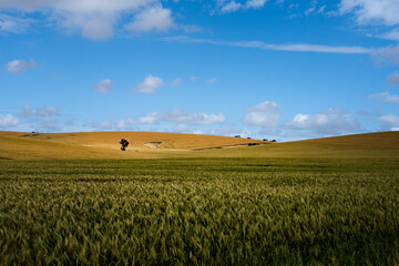 wheat field and blue sky, South Australia 