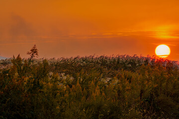 ススキの原の夕暮