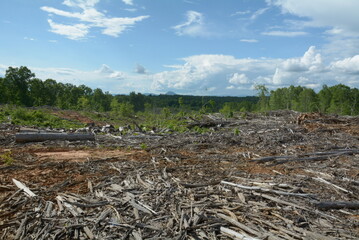 Landscape of Forest Destruction
