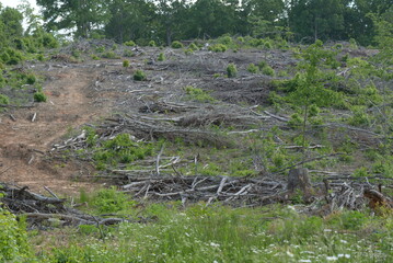 Cut Tree Logs up a Hill in The Dead Forest